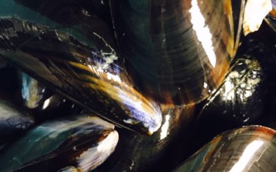 Irische Bio-Miesmuscheln